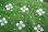 画像2: 70's◆緑と白の、花とドット柄ファブリック (2)
