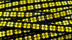 画像1: 黄色のグラデーション★チロル
